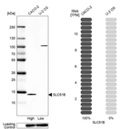 Western blot analysis in human cell line CACO-2 and human cell line U-2 OS.
