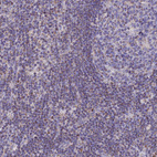 Anti-TMEM206 Antibody
