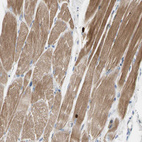 Anti-C2orf40 Antibody