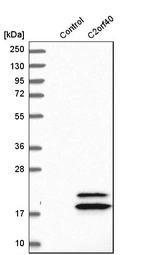 Western blot analysis in control (vector only transfected HEK293T lysate) and C2orf40 over-expression lysate (Co-expressed with a C-terminal myc-DDK tag (~3.1 kDa) in mammalian HEK293T cells, LY403168).