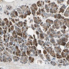 Anti-AKAP9 Antibody