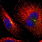 Immunofluorescent staining of human cell line U-251 MG shows localization to the Golgi apparatus & centrosome.