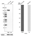 Western blot analysis in human cell lines U-251MG and HEK293 using Anti-ITGA3 antibody. Corresponding ITGA3 RNA-seq data are presented for the same cell lines. Loading control: Anti-HSP90B1.