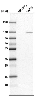 Western blot analysis in mouse cell line NIH-3T3 and rat cell line NBT-II.
