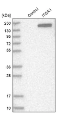 Western blot analysis in control (vector only transfected HEK293T lysate) and ITGA3 over-expression lysate (Co-expressed with a C-terminal myc-DDK tag (~3.1 kDa) in mammalian HEK293T cells, LY419471).