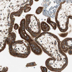 Immunohistochemical staining of human placenta shows strong cytoplasmic positivity in trophoblastic cells.