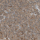 Immunohistochemical staining of human pancreas shows moderate cytoplasmic positivity in exocrine glandular cells.