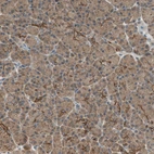 Immunohistochemical staining of human pancreas shows moderate cytoplasmic positivity in exocrine glandular cells.
