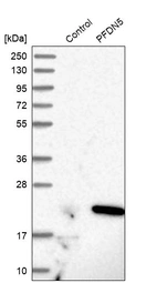 Western blot analysis in control (vector only transfected HEK293T lysate) and PFDN5 over-expression lysate (Co-expressed with a C-terminal myc-DDK tag (~3.1 kDa) in mammalian HEK293T cells, LY419199).