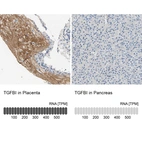 Anti-TGFBI Antibody