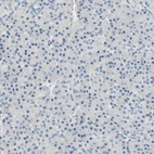 Immunohistochemical staining of human pancreas shows no positivity in exocrine glandular cells as expected.