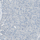 Immunohistochemical staining of human pancreas shows no positivity in exocrine glandular cells as expected.