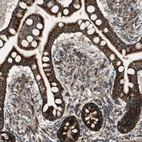 Immunohistochemical staining of human small intestine shows strong cytoplasmic positivity in glandular cells.