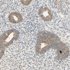 Immunohistochemical staining of human endometrium shows moderate perinuclear and cytoplasmic positivity in glandular cells.