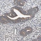 Immunohistochemical staining of human endometrium shows weak cytoplasmic positivity in glandular cells.