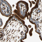 Immunohistochemical staining of human placenta shows strong granular cytoplasmic positivity in trophoblastic cells.
