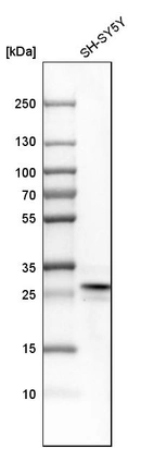 Western blot analysis in human cell line SH-SY5Y.