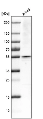 Western blot analysis in human cell line A-549.