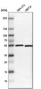Western blot analysis in mouse cell line NIH-3T3 and rat cell line NBT-II.
