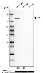 Anti-TMF1 Antibody