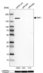 Western blot analysis in U-87MG ATCC cells transfected with control siRNA, target specific siRNA probe #1 and #2, using Anti-TMF1 antibody. Remaining relative intensity is presented. Loading control: Anti-GAPDH.