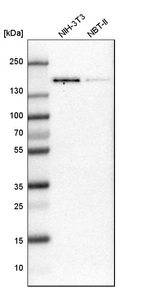 Western blot analysis in mouse cell line NIH-3T3 and rat cell line NBT-II.
