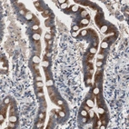 Anti-MUTYH Antibody