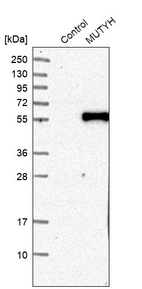 Western blot analysis in control (vector only transfected HEK293T lysate) and MUTYH over-expression lysate (Co-expressed with a C-terminal myc-DDK tag (~3.1 kDa) in mammalian HEK293T cells, LY420771).