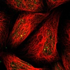 Immunofluorescent staining of human cell line A-431 shows localization to nucleus.