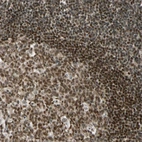 Immunohistochemical staining of human tonsil shows moderate to strong nuclear positivity in lymphoid cells.