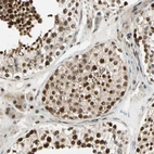 Immunohistochemical staining of human testis shows moderate to strong nuclear positivity in cells in seminiferous ducts and in Leydig cells.