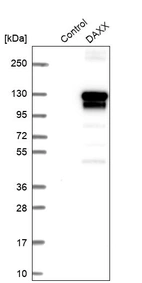 Western blot analysis in control (vector only transfected HEK293T lysate) and DAXX over-expression lysate (Co-expressed with a C-terminal myc-DDK tag (~3.1 kDa) in mammalian HEK293T cells, LY427987).