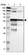 Anti-AGFG1 Antibody