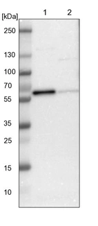 Lane 1: NIH-3T3 cell lysate (Mouse embryonic fibroblast cells)_br/_Lane 2: NBT-II cell lysate (Rat Wistar bladder tumour cells)