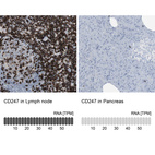 Anti-CD247 Antibody