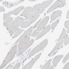 Anti-CD247 Antibody