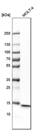 Western blot analysis in human cell line MOLT-4.