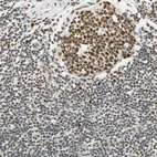 Immunohistochemical staining of human tonsil shows strong nuclear positivity in germinal and non-germinal center cells.
