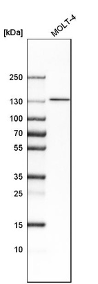 Anti-SMARCA5 Antibody