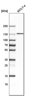 Western blot analysis in human cell line MOLT-4.