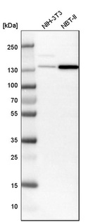 Western blot analysis in mouse cell line NIH-3T3 and rat cell line NBT-II.
