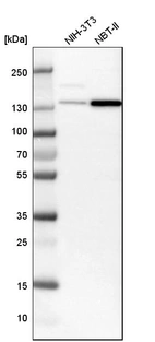Western blot analysis in mouse cell line NIH-3T3 and rat cell line NBT-II.
