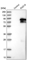 Western blot analysis in control (vector only transfected HEK293T lysate) and RAD18 over-expression lysate (Co-expressed with a C-terminal myc-DDK tag (~3.1 kDa) in mammalian HEK293T cells, LY402768).