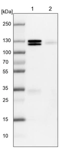 Lane 1: NIH-3T3 cell lysate (Mouse embryonic fibroblast cells)_br/_Lane 2: NBT-II cell lysate (Rat Wistar bladder tumour cells)