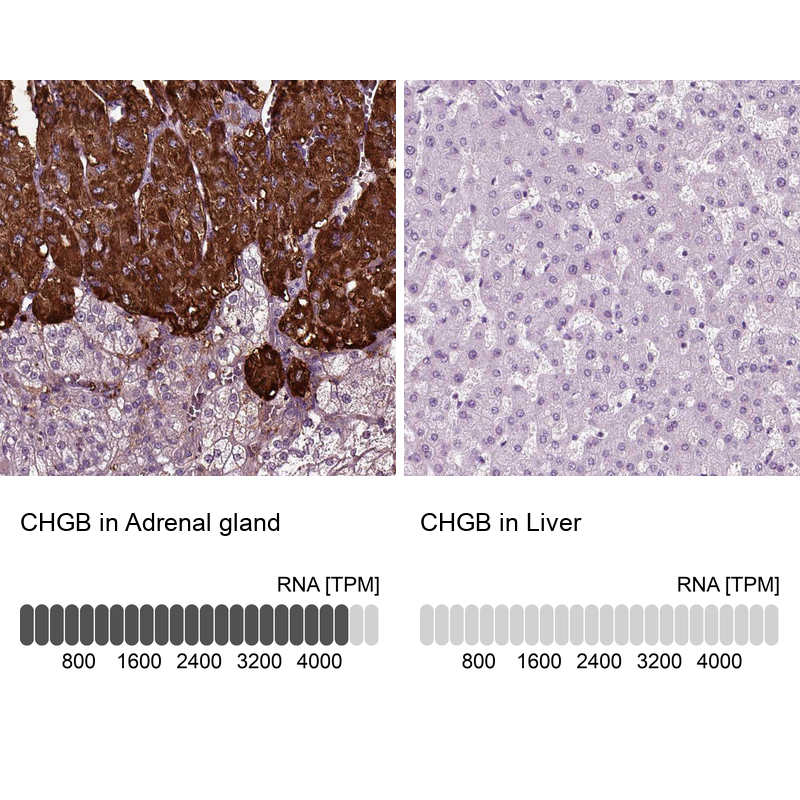 Anti-CHGB Antibody