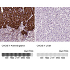 Anti-CHGB Antibody