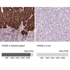 Anti-CHGB Antibody