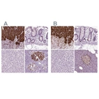 Immunohistochemical staining of human adrenal gland, colon, liver and pancreas using Anti-CHGB antibody HPA008759 (A) shows similar protein distribution across tissues to independent antibody HPA012602 (B).