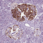 Immunohistochemical staining of human pancreas shows strong cytoplasmic positivity in islets of Langerhans.