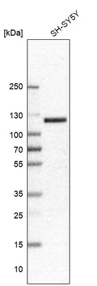 Western blot analysis in human cell line SH-SY5Y.